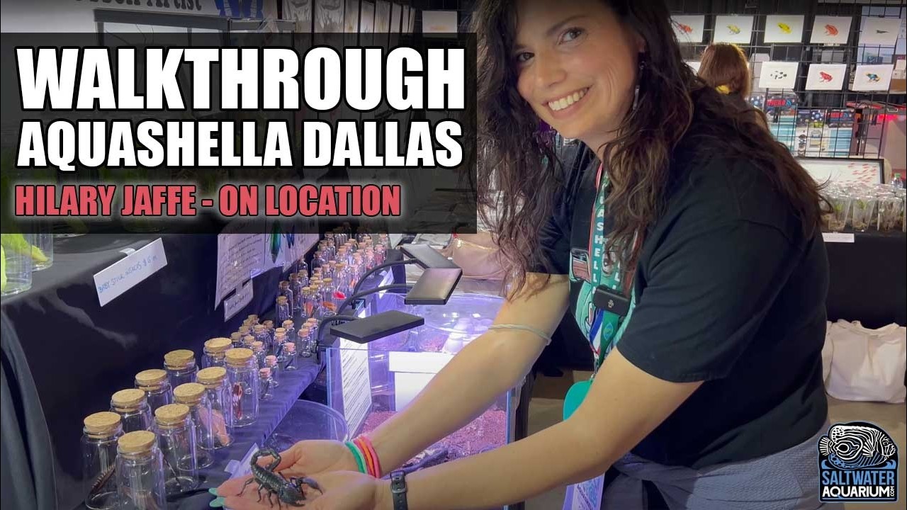 Aquashella Dallas 2025 Tour & Highlights | Hilary On Location