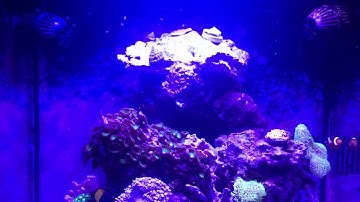 32 Gallon Bio Cube Steve’s LED’s