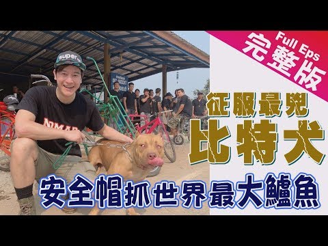 《世界第一等》901集【泰國】征服最兇比特犬 安全帽抓世界最大鱸魚｜完整版