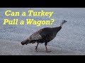 Did a Turkey Ever Pull a Wagon? | Old Photographs | Engels Coach Shop