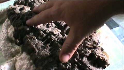 40 Gal. Long Dart Frog Viv. Part 2