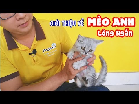 Video: Cách Giới Thiệu Mèo