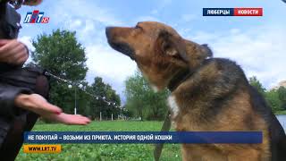 Не покупай – возьми из приюта История одной кошки Не покупай – возьми из приюта История одной кошки