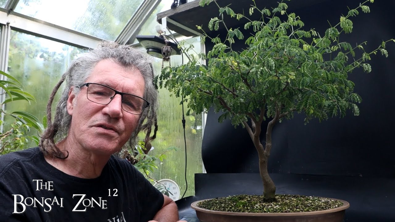 Pruning My Brazilian Rain Tree, The Bonsai Zone, Aug 2025