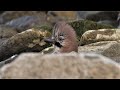 Eichelhäher badet am Fluss / Eurasian jay bathes by the river