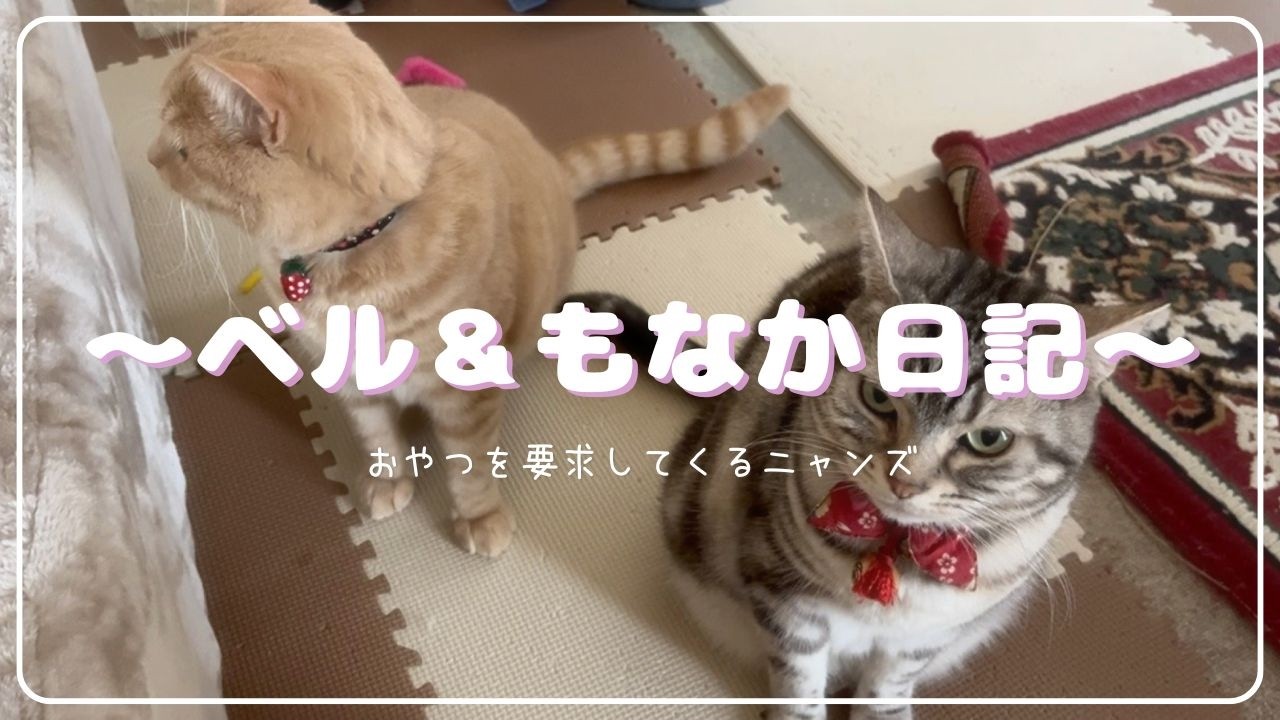 おやつ＆ご飯食べたくて仕方ないニャンズ