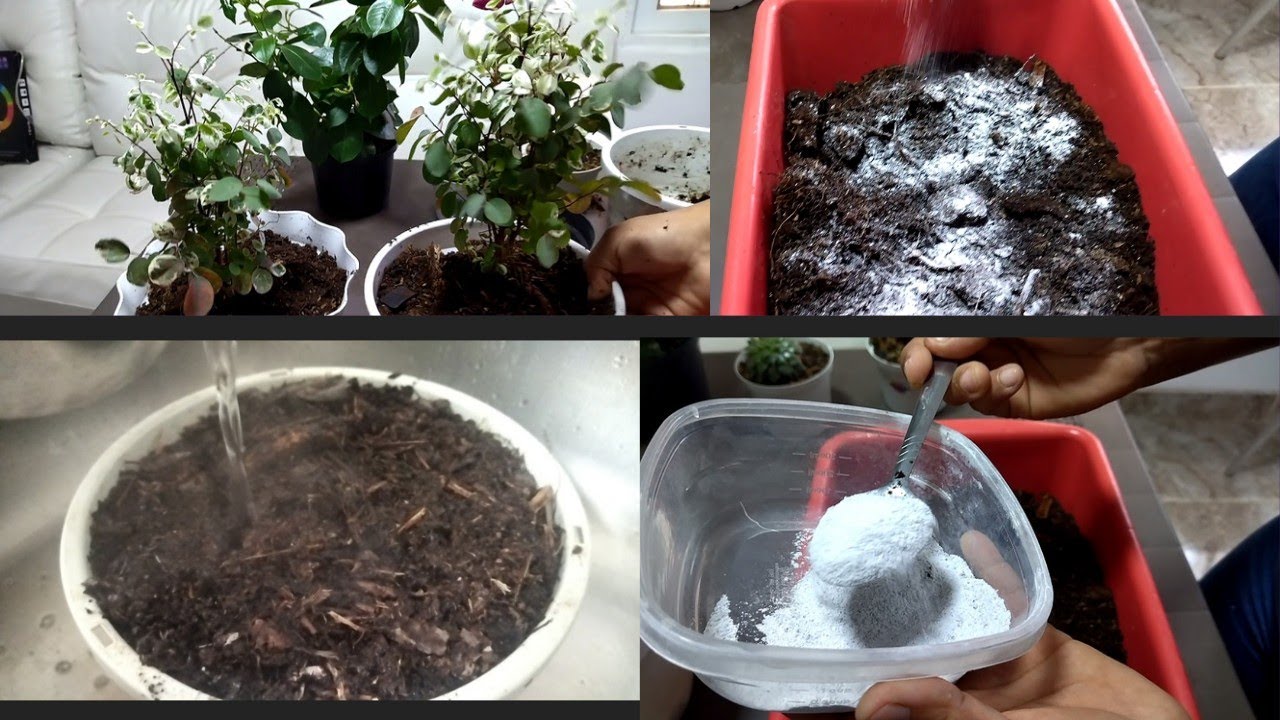 COMO  DESINFECTAR  EL SUSTRATO ANTES DE UN TRASPLANTE