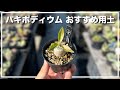 パキポディウムにおすすめな用土について徹底解説【育て方】