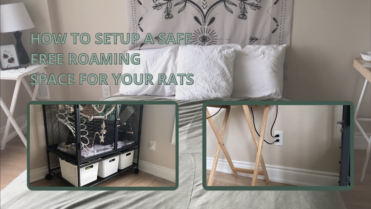 How to setup a safe free roaming space for your rats