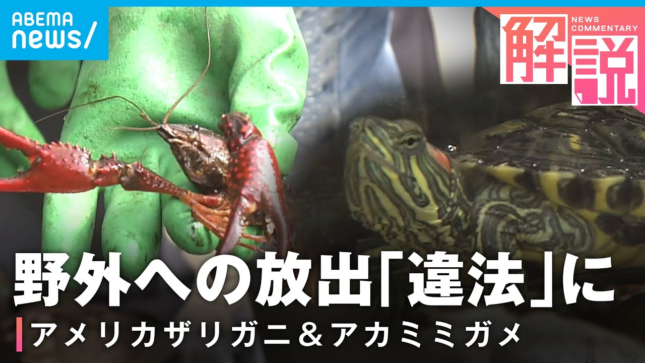【外来種問題】何変わる？アメリカザリガニ＆アカミミガメが”条件付特定外来生物”に｜社会部 川﨑豊記者