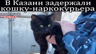 В Казани задержали кошку-наркокурьера.