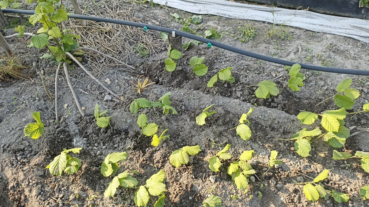 фундук Горизонтальні відводки Працюємо на саджанці 😅🌰