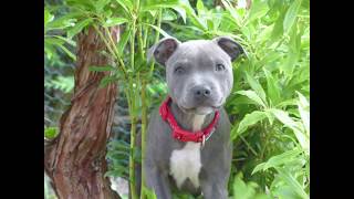 Blue Staffy Rudi 13 Weeks Old