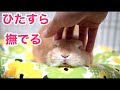 【うさぎと暮らすvlog No.32】永遠に触っていられるモフモフ感