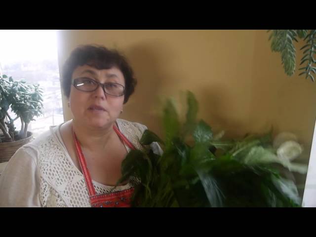 СЕКРЕТЫ ПЕРЕСАДКИ СПАТИФИЛЛУМА . ПЕРЕСАДКА .ЧАСТЬ 2