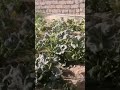يوم من ايام الريف وجماله وحلاوته من طبيعه
