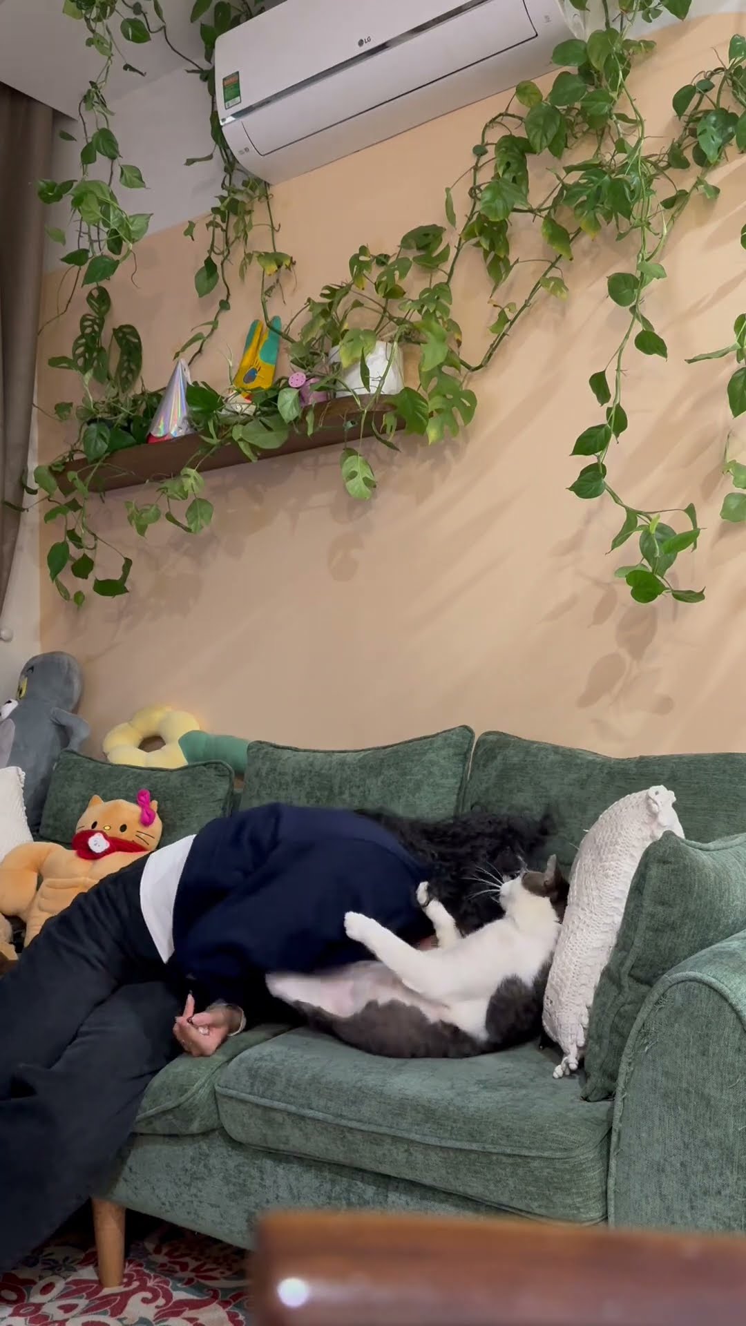 Lovelorned Cat || ViralHog