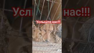 Чара может натворить бед!!! Они хотят есть!!! #помощьбездомным #четвероногиедрузья