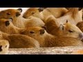 那須どうぶつ王国に 11匹カピバラ赤ちゃん登場 (11 baby capybaras at Nasu Animal Kingdom)