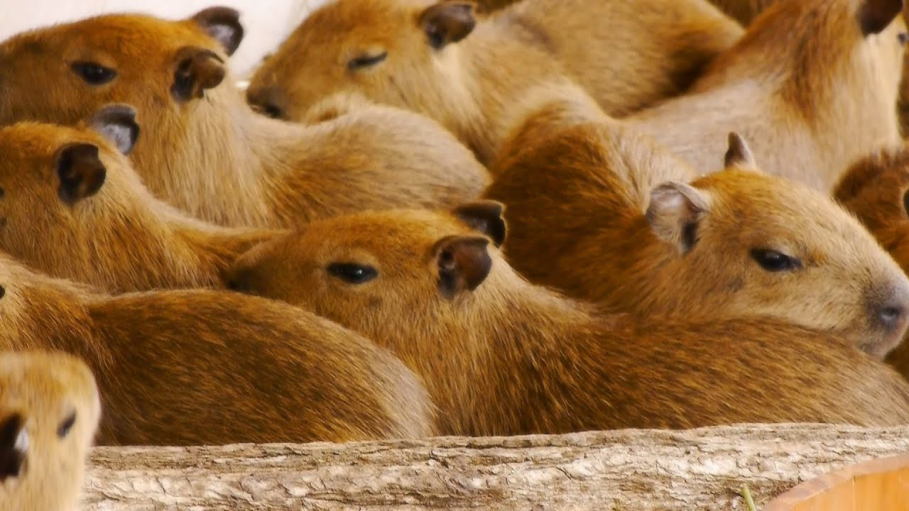 那須どうぶつ王国に 11匹カピバラ赤ちゃん登場 11 Baby Capybaras At Nasu Animal Kingdom Youtube