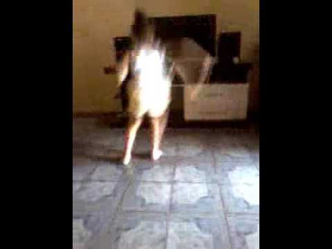 Lara Santana santos dançando Anitta