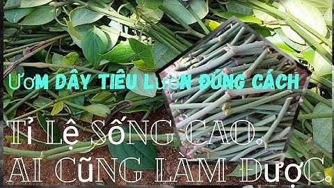 kinh nghiệm ươm dây tiêu lươn vĩnh ninh.