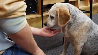 OCU Bookstore Dog PKG