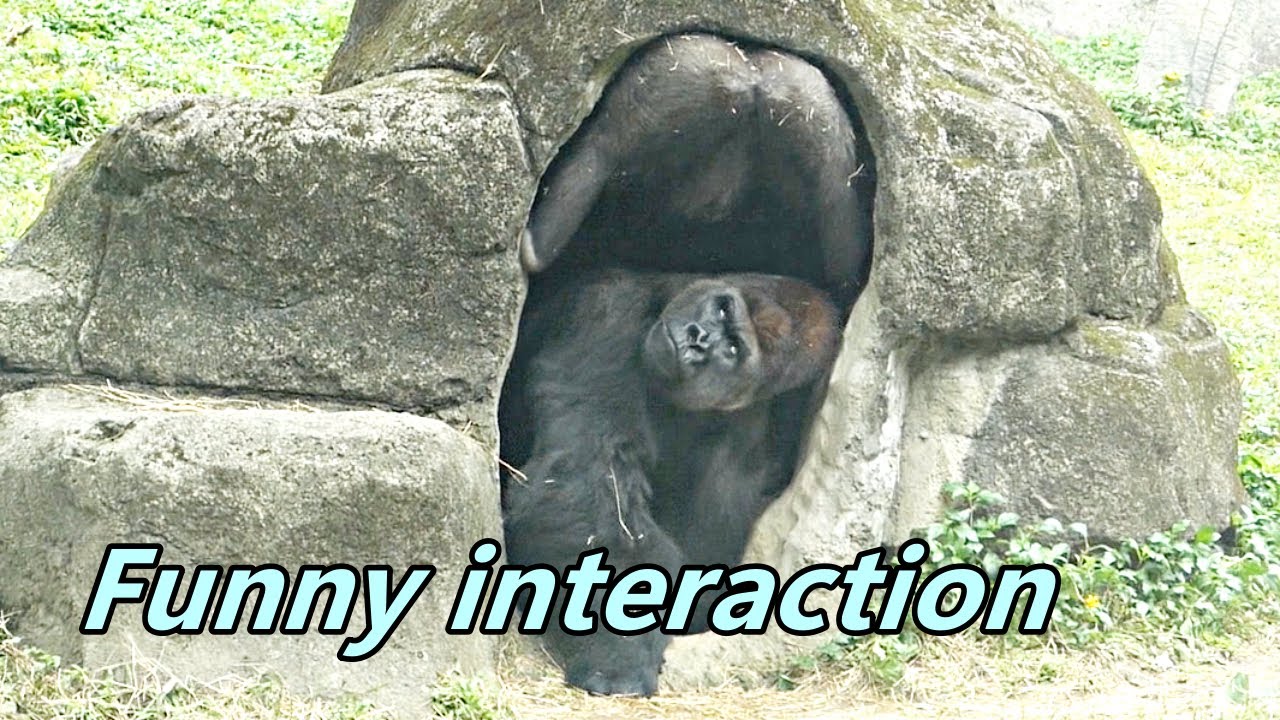 Gorilla D'jeeco family's funny interaction / 迪亞哥家族有趣的互動