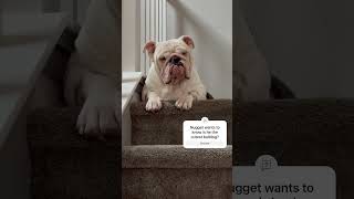 Nugget is the happiest cutest stubborn bulldog in the world  #shorts #dogs #bulldogs #cute #funny
