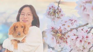 【ミニチュアダックスフンド】愛犬と恋人の聖地に行ってきた