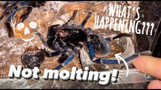 This Tarantula Behaved Super Weirdly Before Ping ..