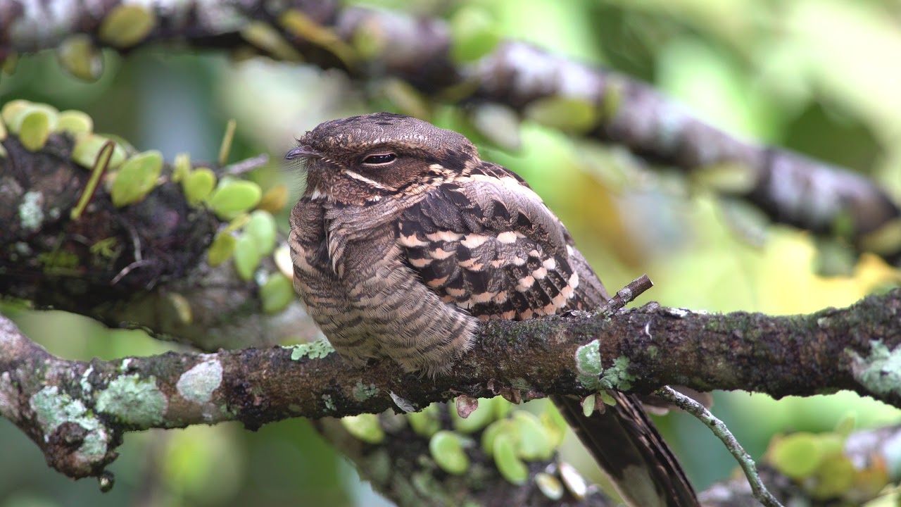 Nightjar 