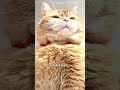 Oyen yang rela berkorban demi sahabat kecilnya 🥺😭