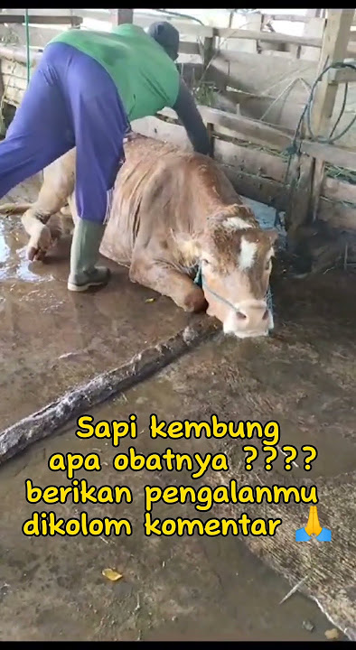 Sapi kembung #cattlefarming #cattlehealth #liklikfarm