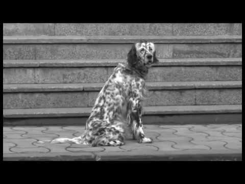 ვიდეო რგოლების კონკურსი - ზესტაფონის N7 საჯარო სკოლა