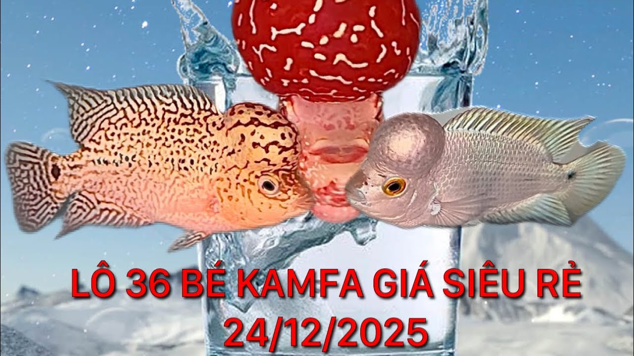 Lô 36 bé cá la hán kamfa f2,f3 giá siêu rẻ, 24/12/2025, Zalo 0862214123 Pi Trần