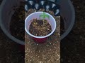 Day 7 Oreoz Grow Update | Ebony and Ivory Seedlings Progress