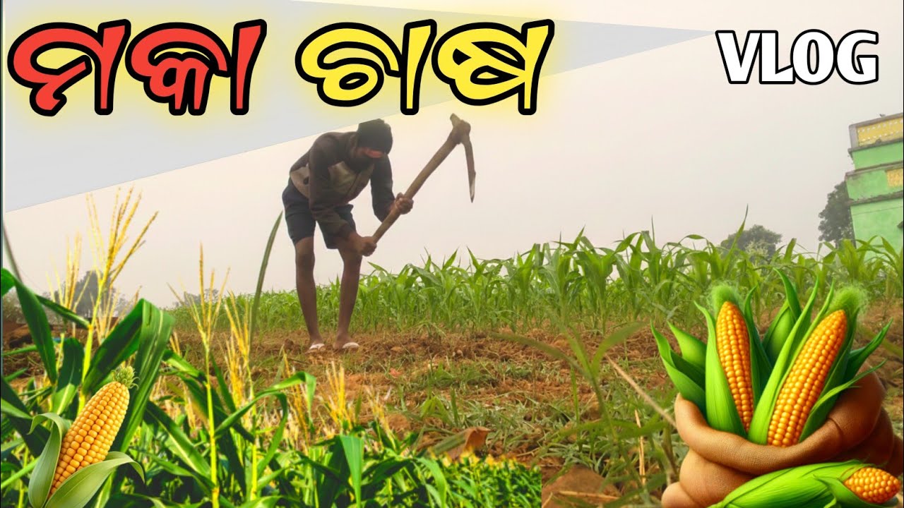 ମକା ଚାଷ | Corn Farming Step by Step | Odia vlog 