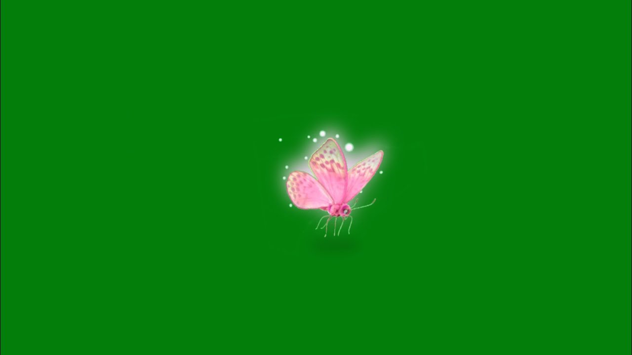 pink butterfly green screen effects flying butterfly green screen