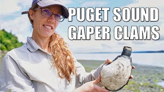 Puget Sound Gaper (Horse) Clams