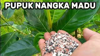 FERTILIZING HONEY JACKFRUIT TO STIMULATE GROWTH SO TREES GROW QUICKLY
