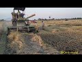 Agricultural  farming  rice cutting    