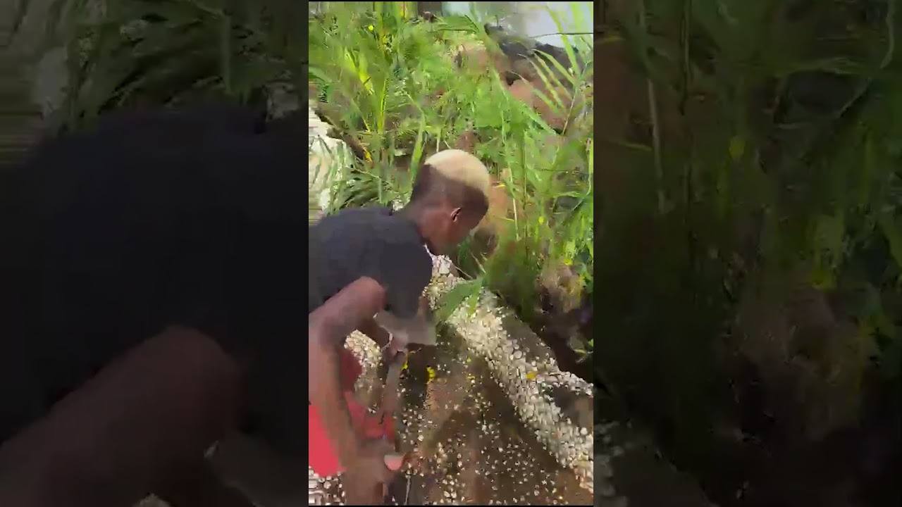 Pocket of paradise | Adelino Da Costa - Guinea-Bissau, Bijagos