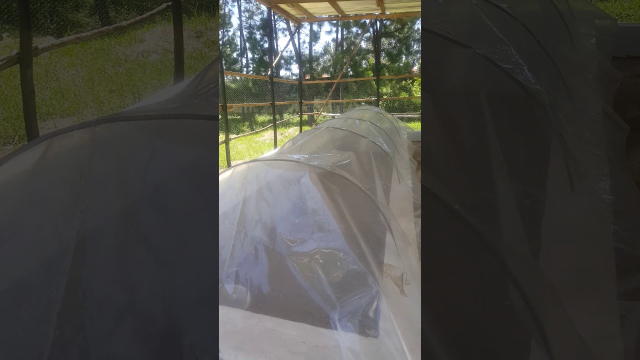 JIFUNZE KILIMO CHA NDIZI KUTOKA AJE-FARMS