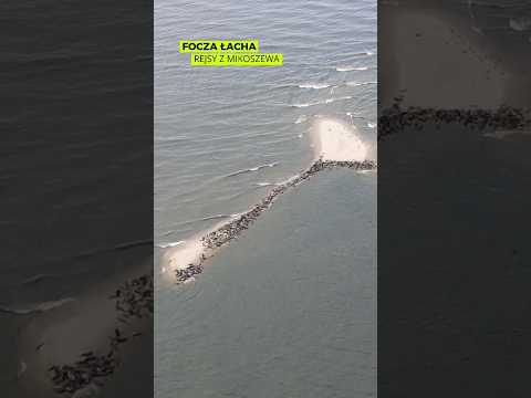 Takie Rzeczy Nad Bałtykiem Rejs Na Foki Przez Ujście Wisły Foki Rejs Wisła Morzebałtyckie Top 