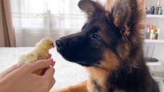 German Shepherd Puppy Meets Tiny Chicken for the First Time!