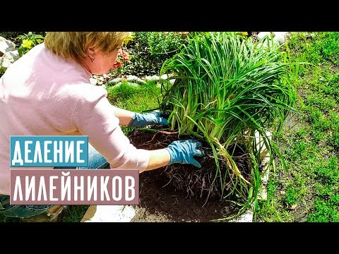 Видео: Как разделить лилейники – советы по разделению лилейников в саду