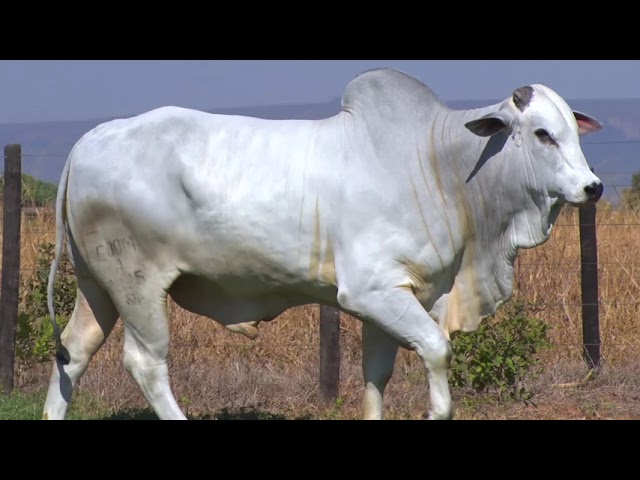 LOTE 02 7395 - | 42º MEGA LEILÃO ANUAL CARPA TOUROS