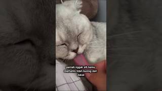 Rahasia Lidah Kucing yang Jarang Diketahui! #faktahewan #kucing #shorts