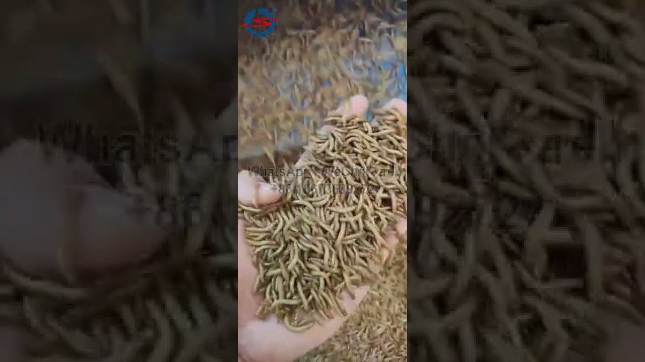 How does Mealworm Screening Machine Work? |  Mealworm Larvae Separator | Sorting Tenebrio Molitor